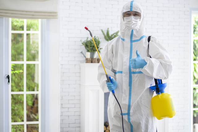 Bed Bug Exterminator Cape Town