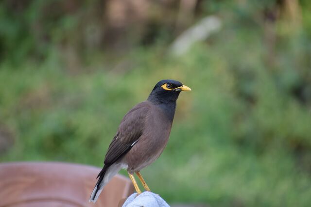 Bird removal service Cape Town, Indian Myna