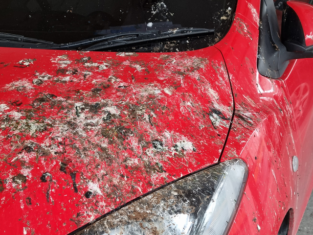bird removal service Cape Town: early warning signs of bird problems Cape Town